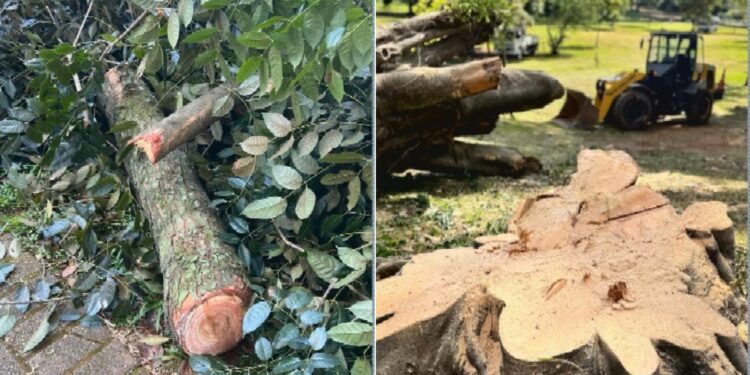 Justiça determina a suspensão do corte de árvores no Lago das Rosas, em Goiânia; entenda a polêmica
