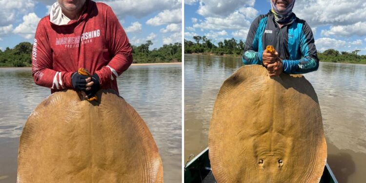 Guia captura arraia gigante no Rio Araguaia e cena chama atenção; vídeo