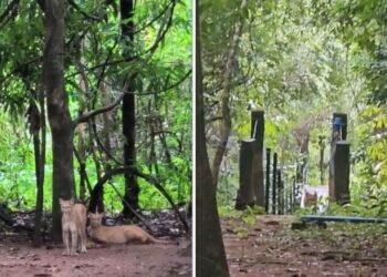 Cachoeira onde menina foi atacada por onça-parda na Chapada dos Veadeiros é reaberta mais de uma semana após incidente