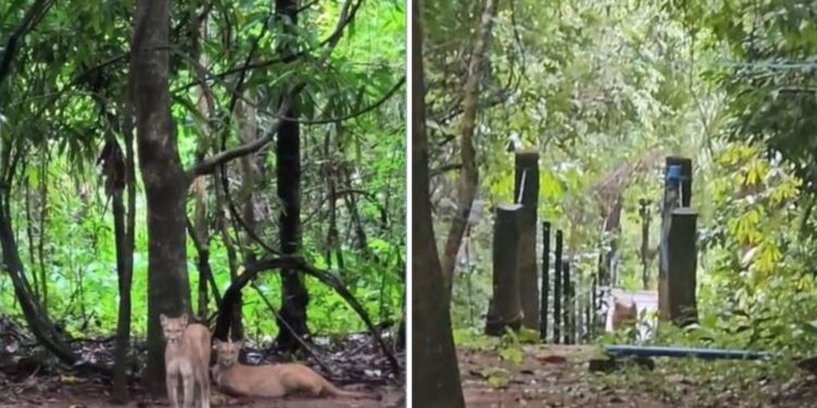 Cachoeira onde menina foi atacada por onça-parda na Chapada dos Veadeiros é reaberta mais de uma semana após incidente