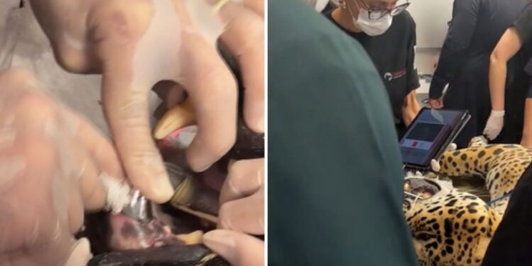 Onça recebe prótese de titânio após quebrar dente em Goiás